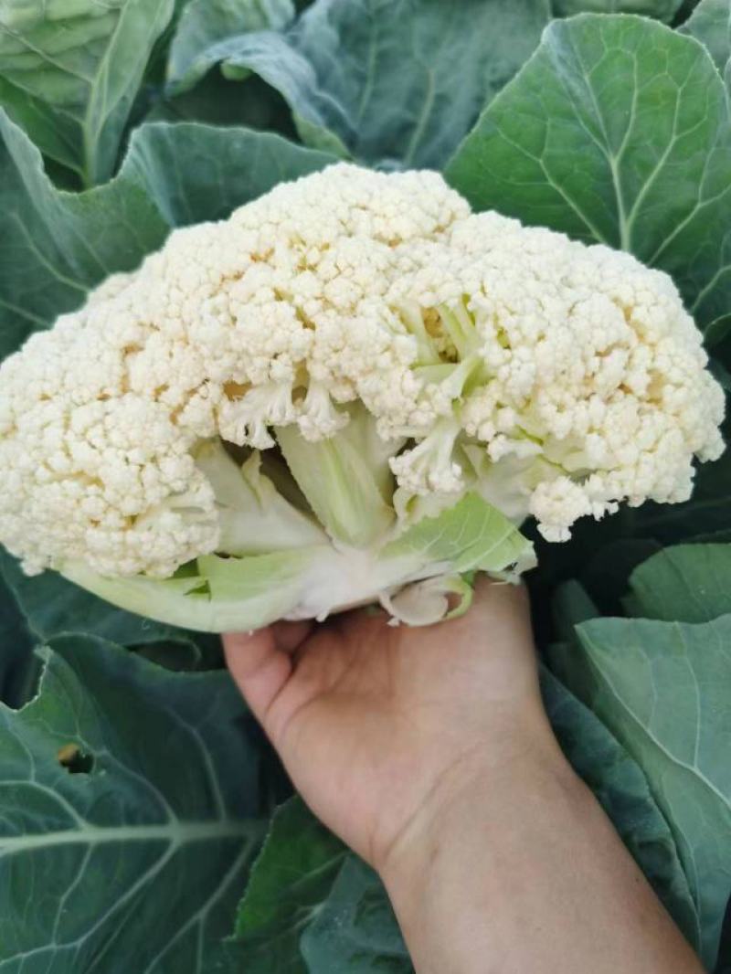 陕西菜花白面青梗松花菜货源充足自建冷库全年代收