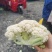 陕西菜花白面青梗松花菜货源充足自建冷库全年代收
