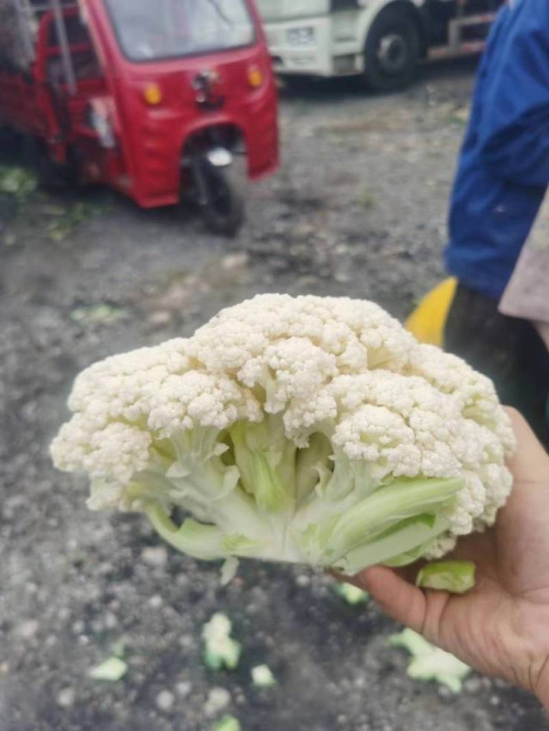 陕西菜花白面青梗松花菜货源充足自建冷库全年代收