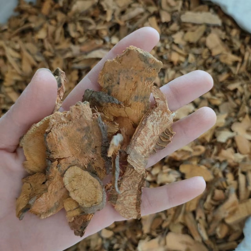 虎杖统货产地湖北祥泰药材栈中药材批发零售实物拍摄量