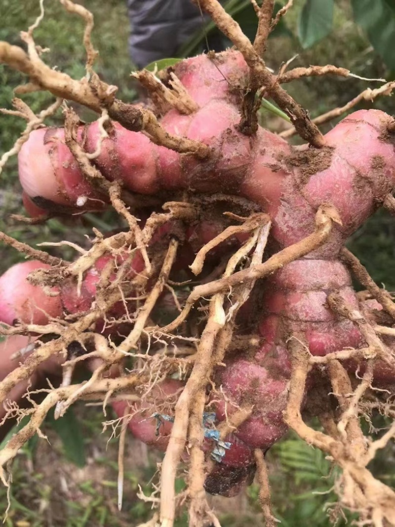 南姜产地直发，一手货源，价格优惠，大量上市中