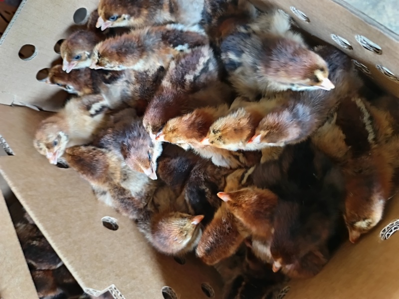 鸡苗快大青脚麻鸡苗品种质量保证厂家直销