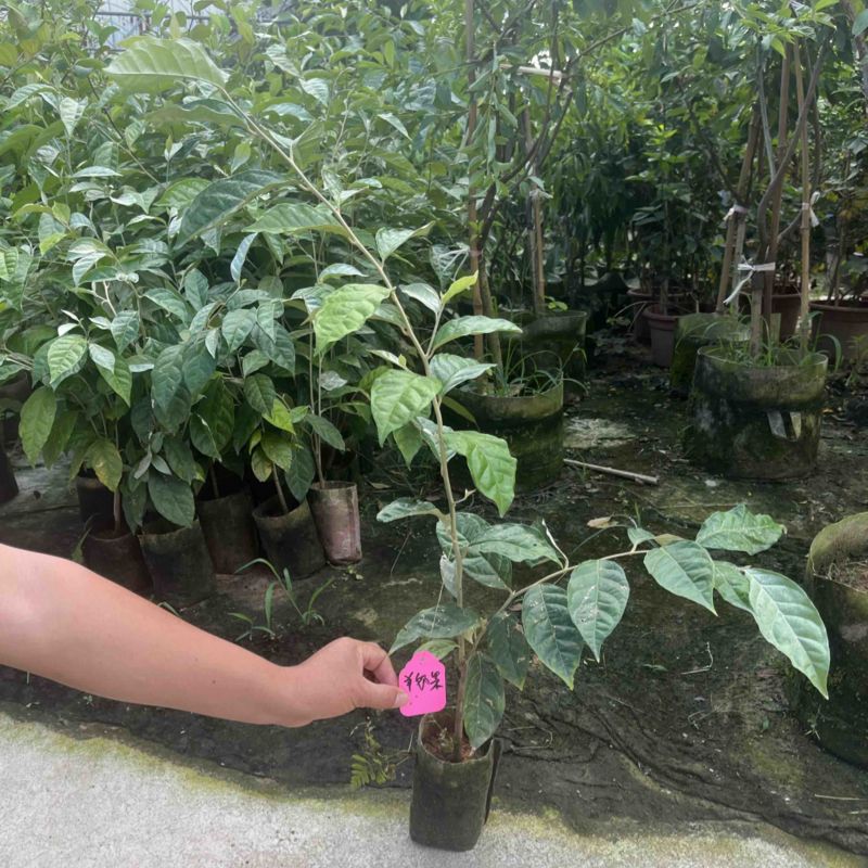 羊奶果袋苗高度50-70公分量多价优福建漳州