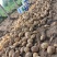 秦皇岛昌黎土豆大量上市价格0.3到0.7有需要联系