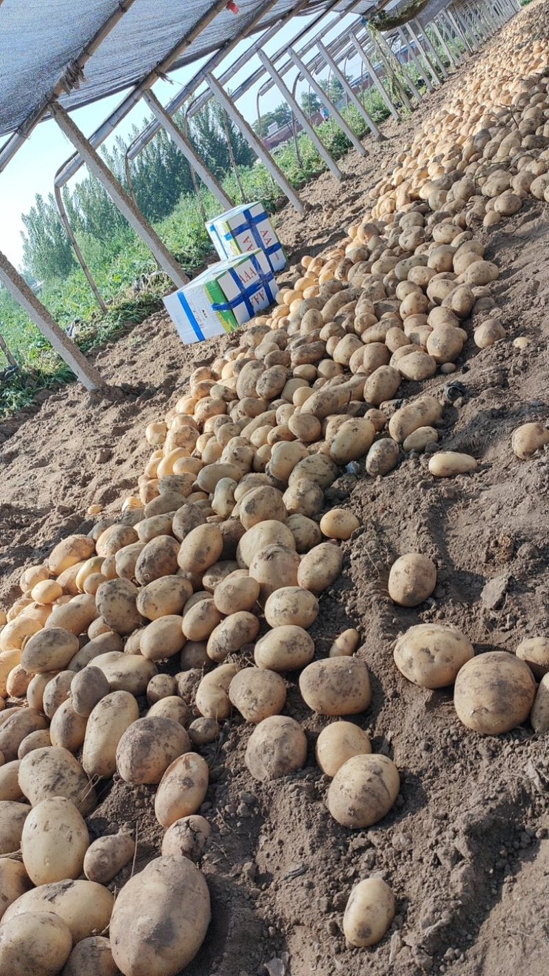 秦皇岛昌黎土豆大量上市价格0.3到0.7有需要联系