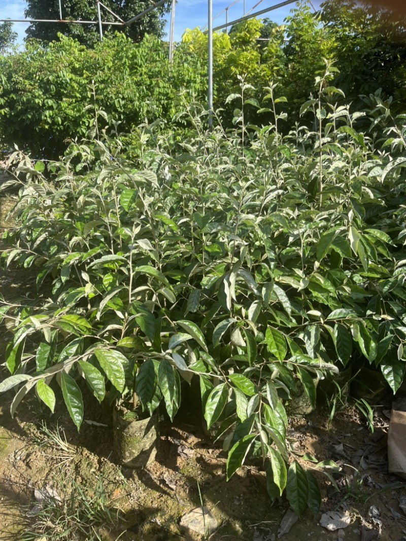 羊奶果袋苗高度50-70公分量多价优福建漳州