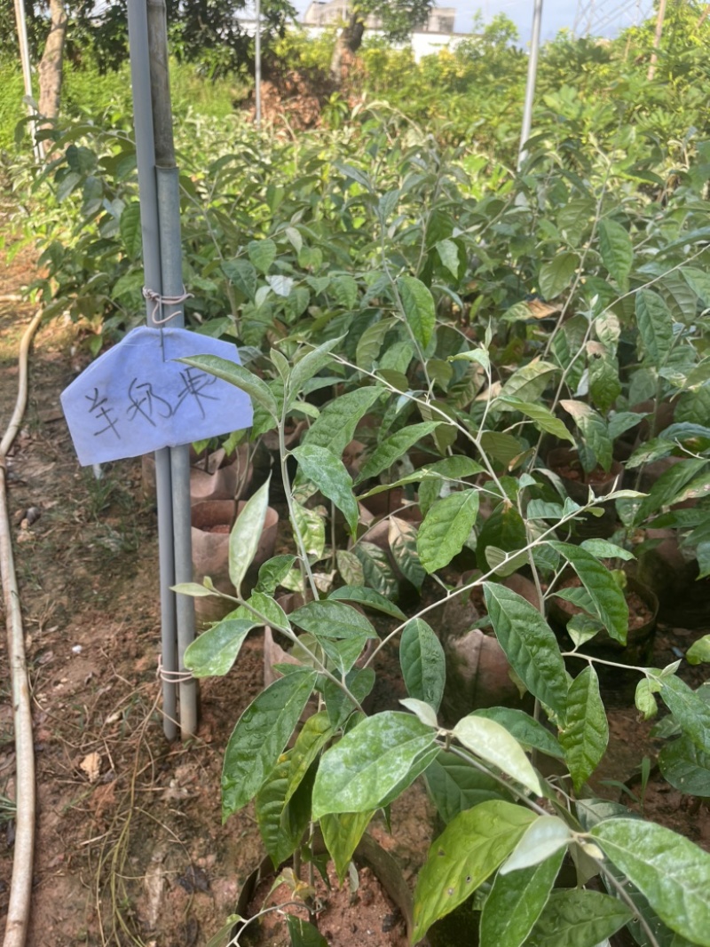 羊奶果袋苗高度50-70公分量多价优福建漳州