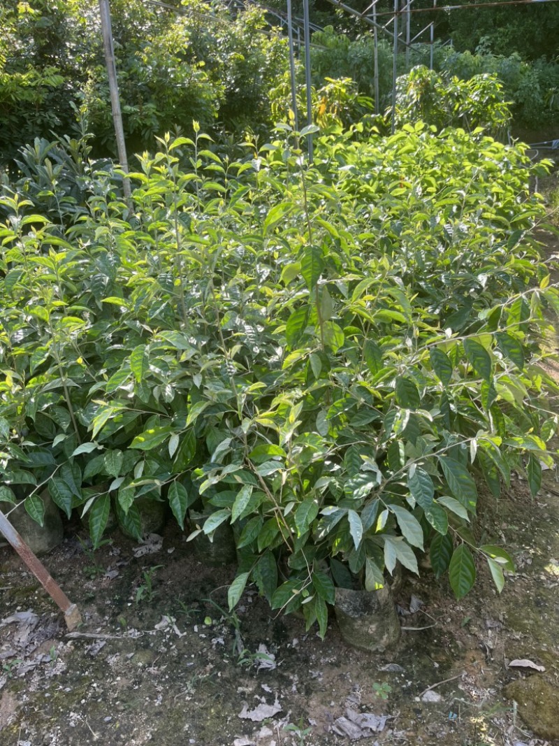 羊奶果袋苗高度50-70公分量多价优福建漳州