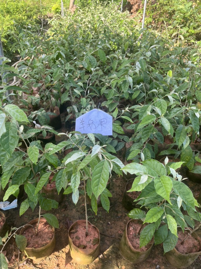 羊奶果袋苗高度50-70公分量多价优福建漳州