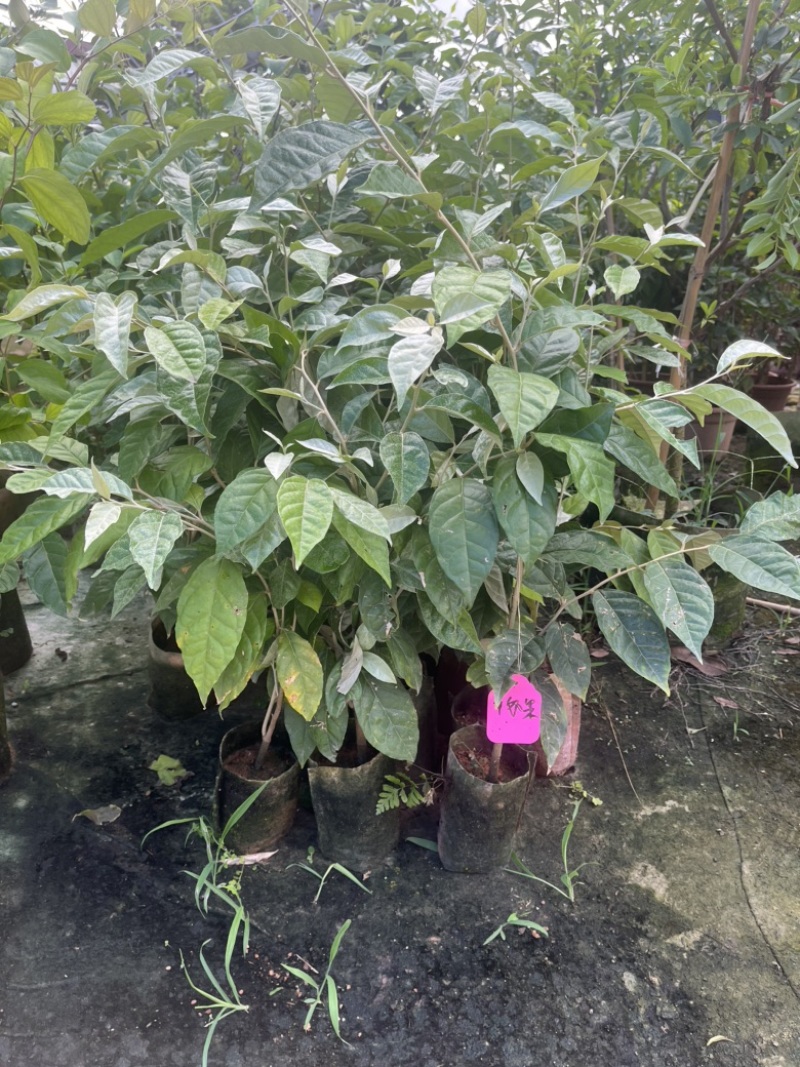 羊奶果袋苗高度50-70公分量多价优福建漳州