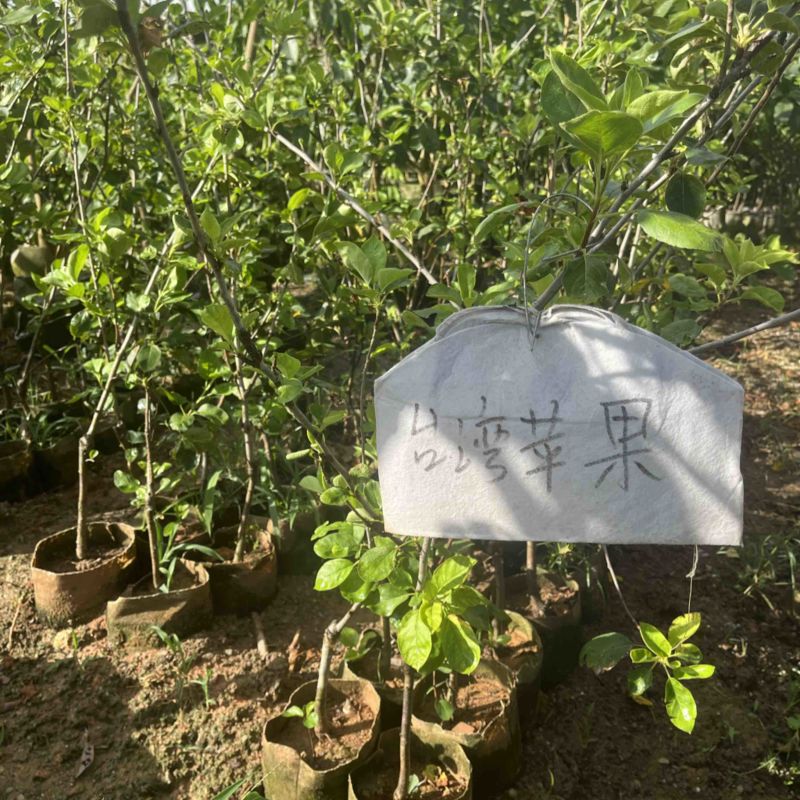 台湾苹果袋苗。高度60-80量多价优福建漳州