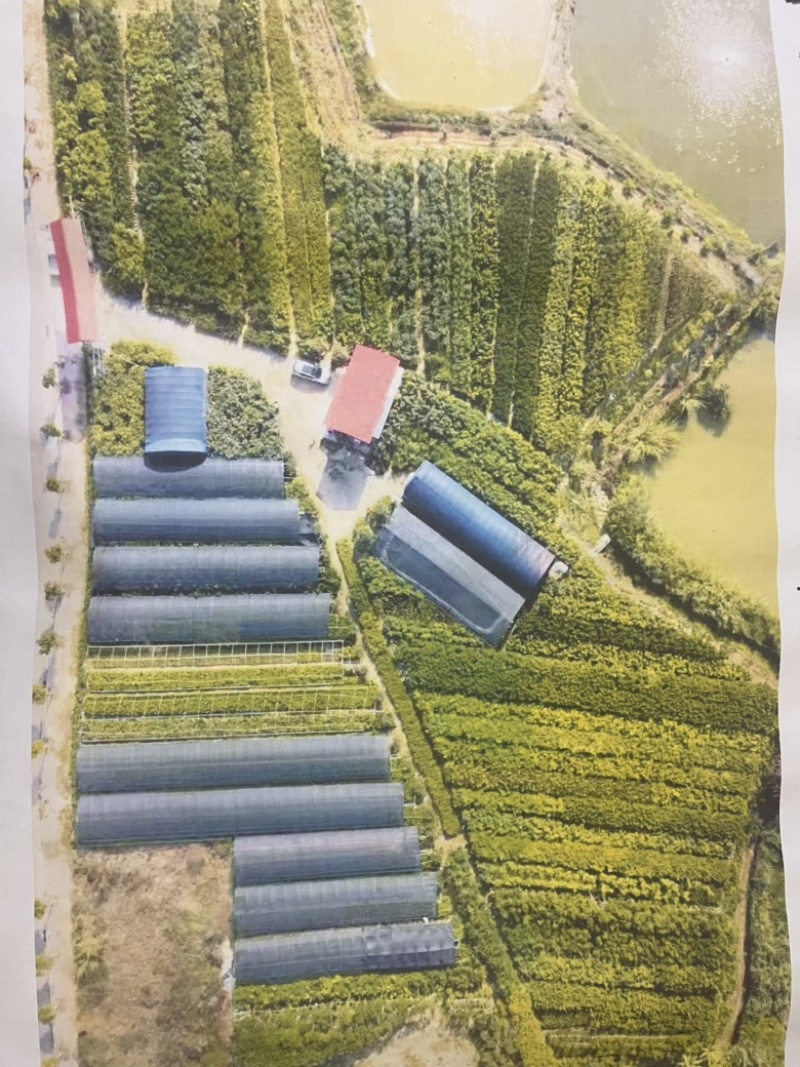 台湾苹果袋苗。高度60-80量多价优福建漳州