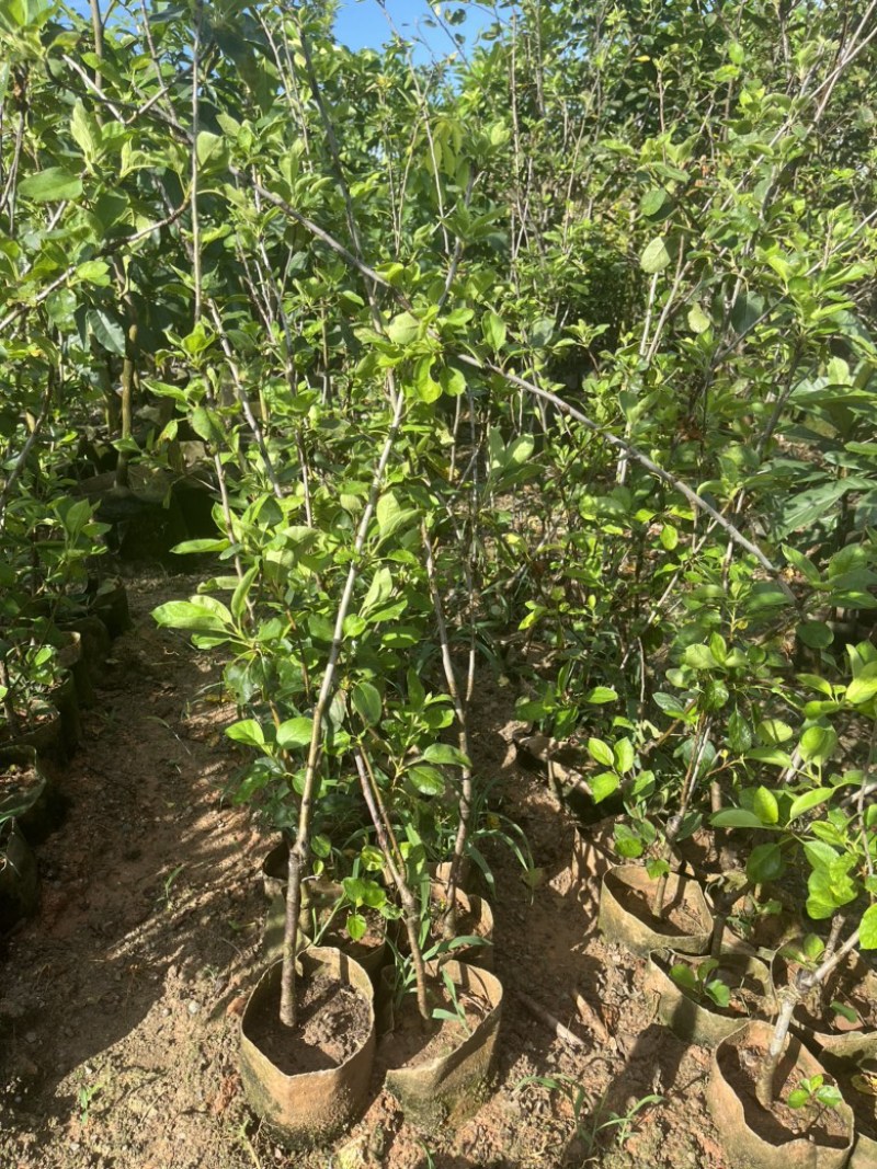 台湾苹果袋苗。高度60-80量多价优福建漳州