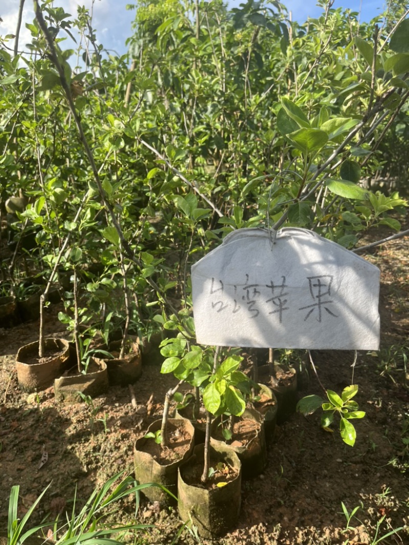 台湾苹果袋苗。高度60-80量多价优福建漳州