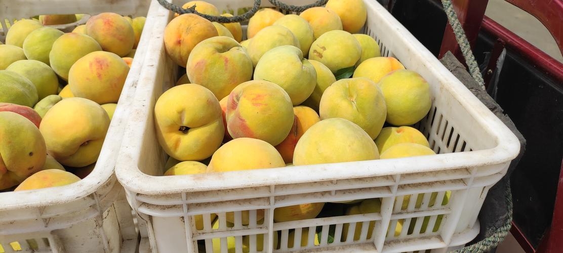 83黄桃与黄金冠市场销售场景对比图