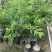 红肉李（芙蓉李）袋苗高度40-60量多价优福建漳州