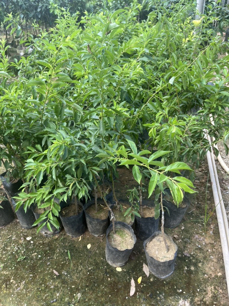 红肉李（芙蓉李）袋苗高度40-60量多价优福建漳州