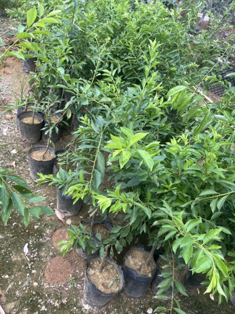 红肉李（芙蓉李）袋苗高度40-60量多价优福建漳州