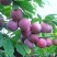 红肉李（芙蓉李）袋苗高度40-60量多价优福建漳州