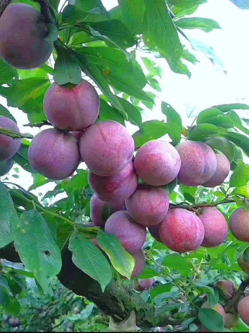 红肉李（芙蓉李）袋苗高度40-60量多价优福建漳州