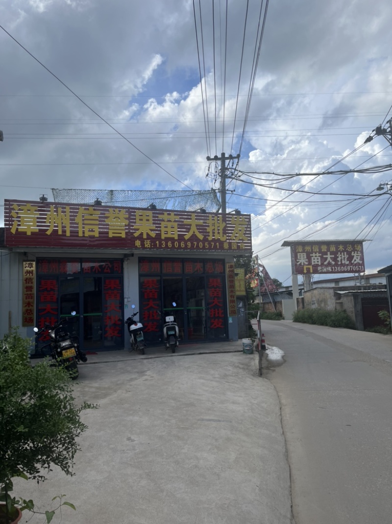 红肉李（芙蓉李）袋苗高度40-60量多价优福建漳州