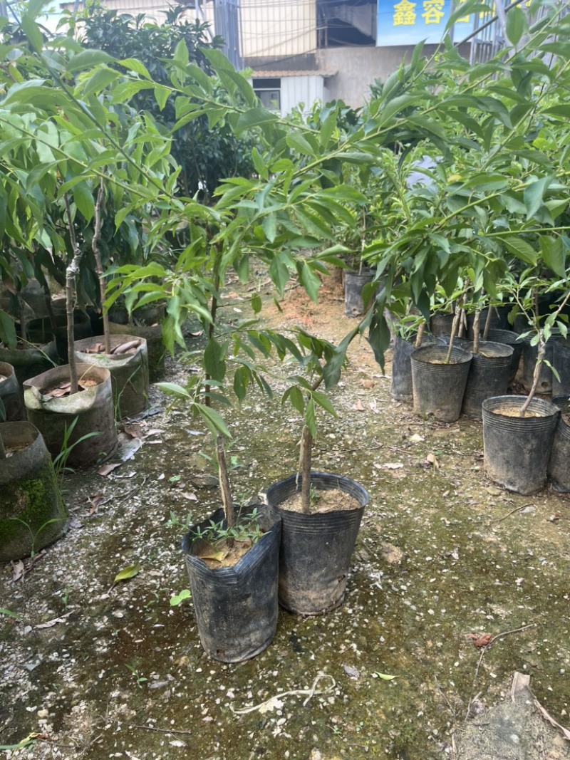 红肉李（芙蓉李）袋苗高度40-60量多价优福建漳州