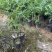 红肉李（芙蓉李）袋苗高度40-60量多价优福建漳州