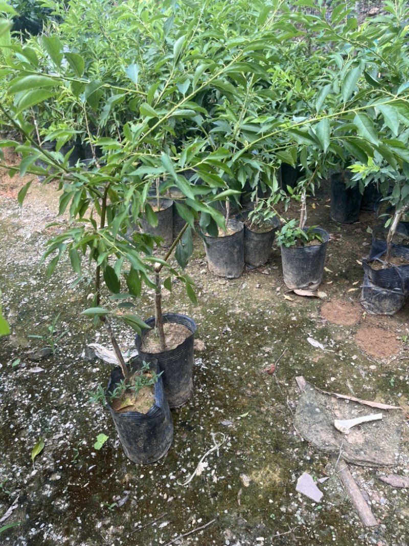 红肉李（芙蓉李）袋苗高度40-60量多价优福建漳州