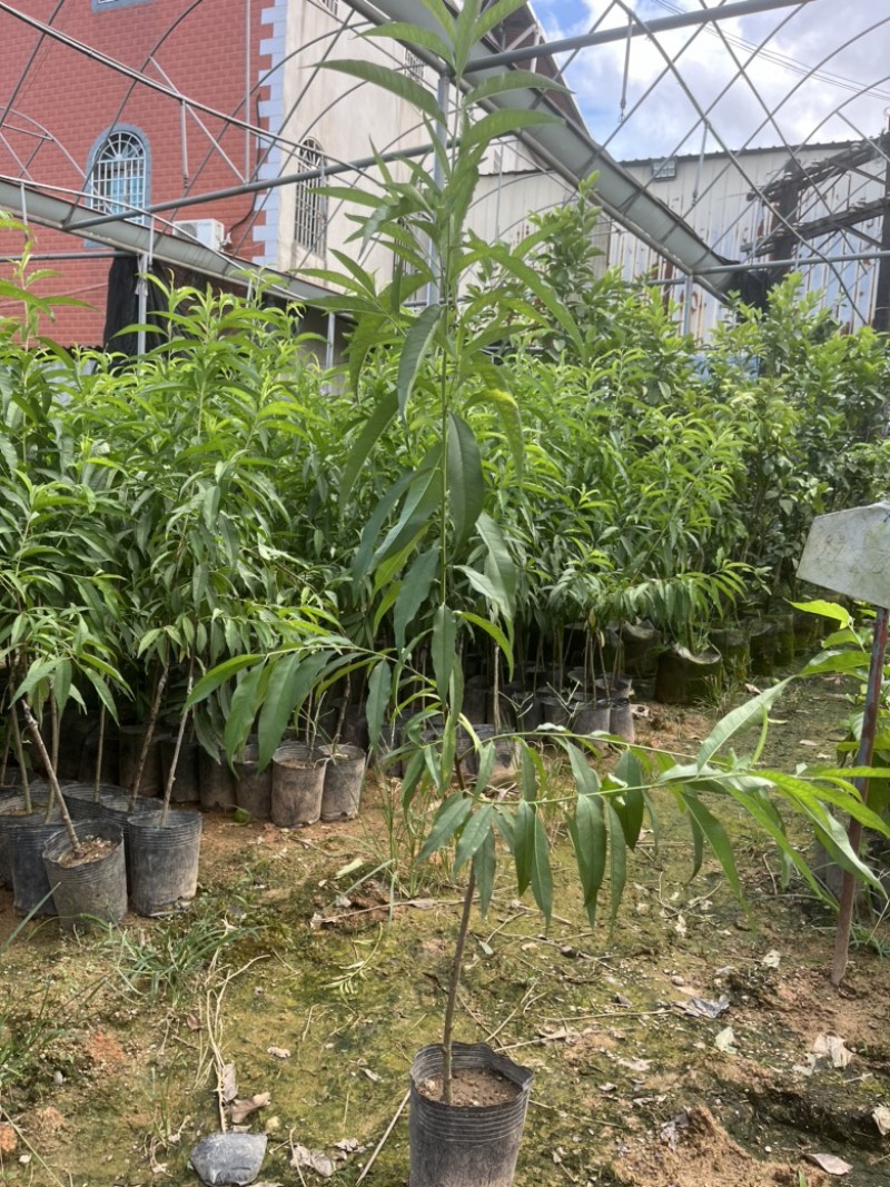 鹰嘴桃袋苗高度70-100公分量多价优福建漳州