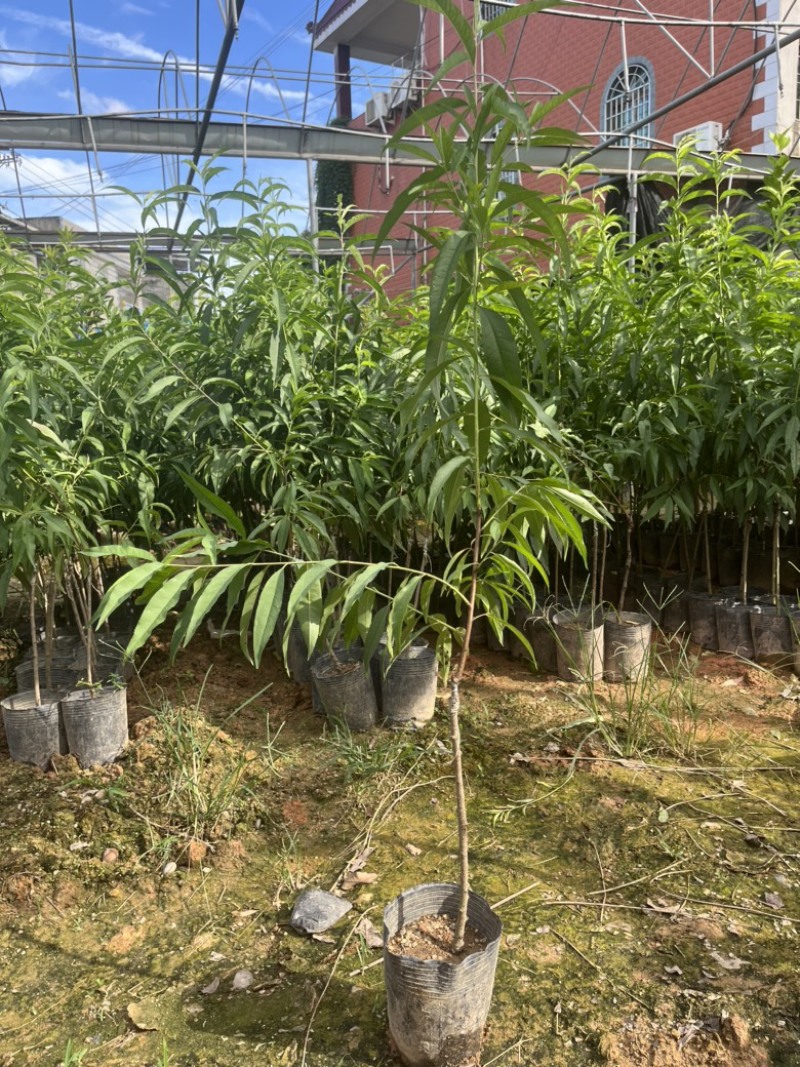 鹰嘴桃袋苗高度70-100公分量多价优福建漳州
