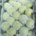精品安徽砀山翠冠梨、丰水梨，现货个大皮薄口感脆甜大量有货