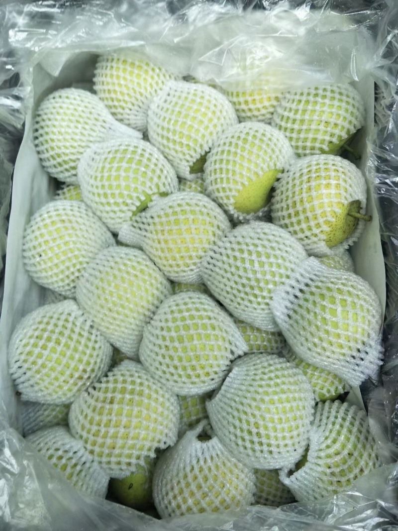 精品安徽砀山翠冠梨、丰水梨，现货个大皮薄口感脆甜大量有货