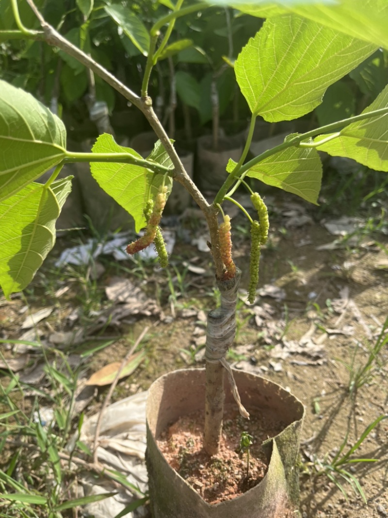 长果桑袋苗量多价优批发福建漳州