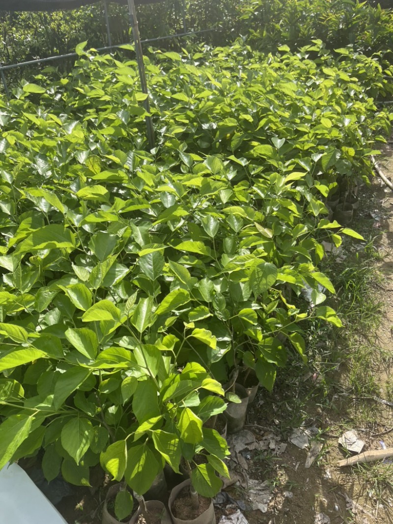 长果桑袋苗量多价优批发福建漳州