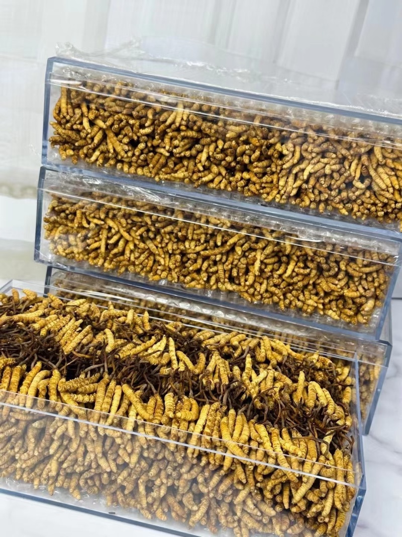 东阳光人工种植冬虫夏草一克3条