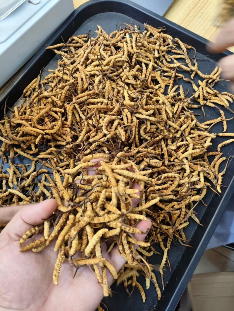 东阳光人工种植冬虫夏草一克3条