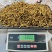 东阳光人工种植冬虫夏草一克3条