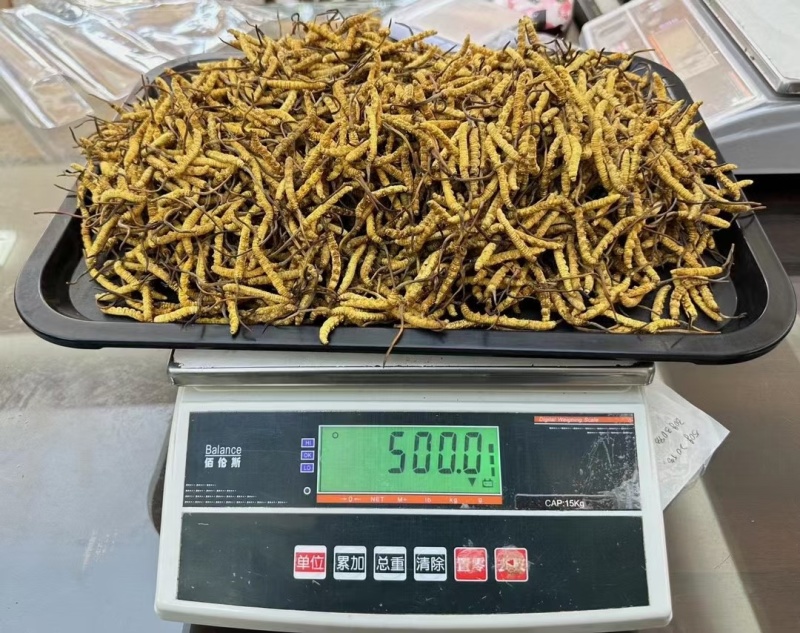 东阳光人工种植冬虫夏草一克3条