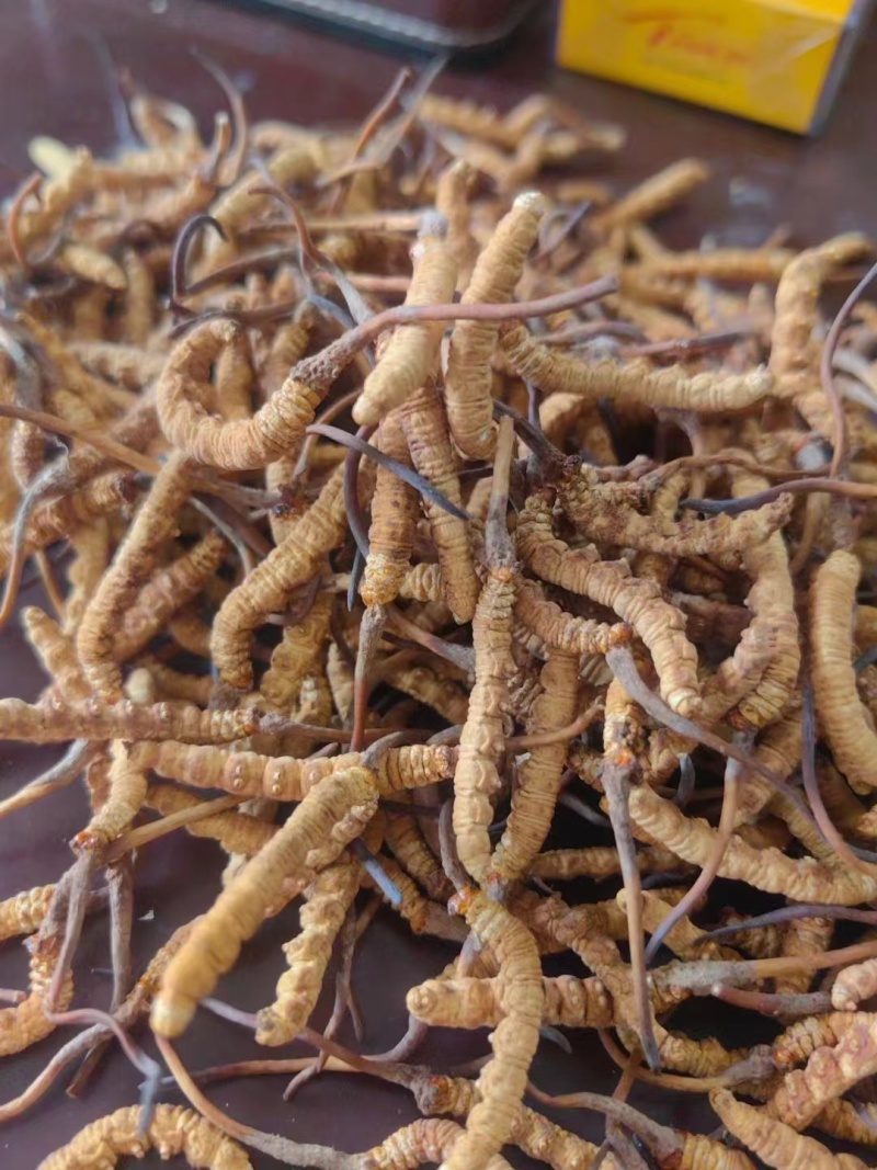 东阳光人工种植冬虫夏草一克3条