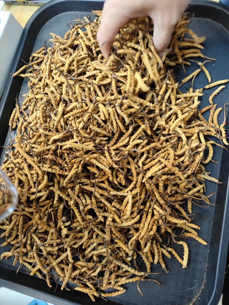 东阳光人工种植冬虫夏草一克3条