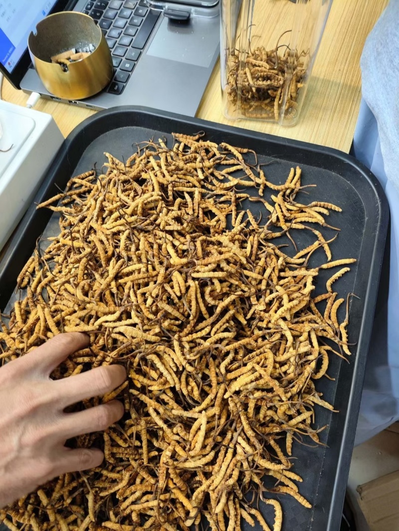 东阳光人工种植冬虫夏草一克3条