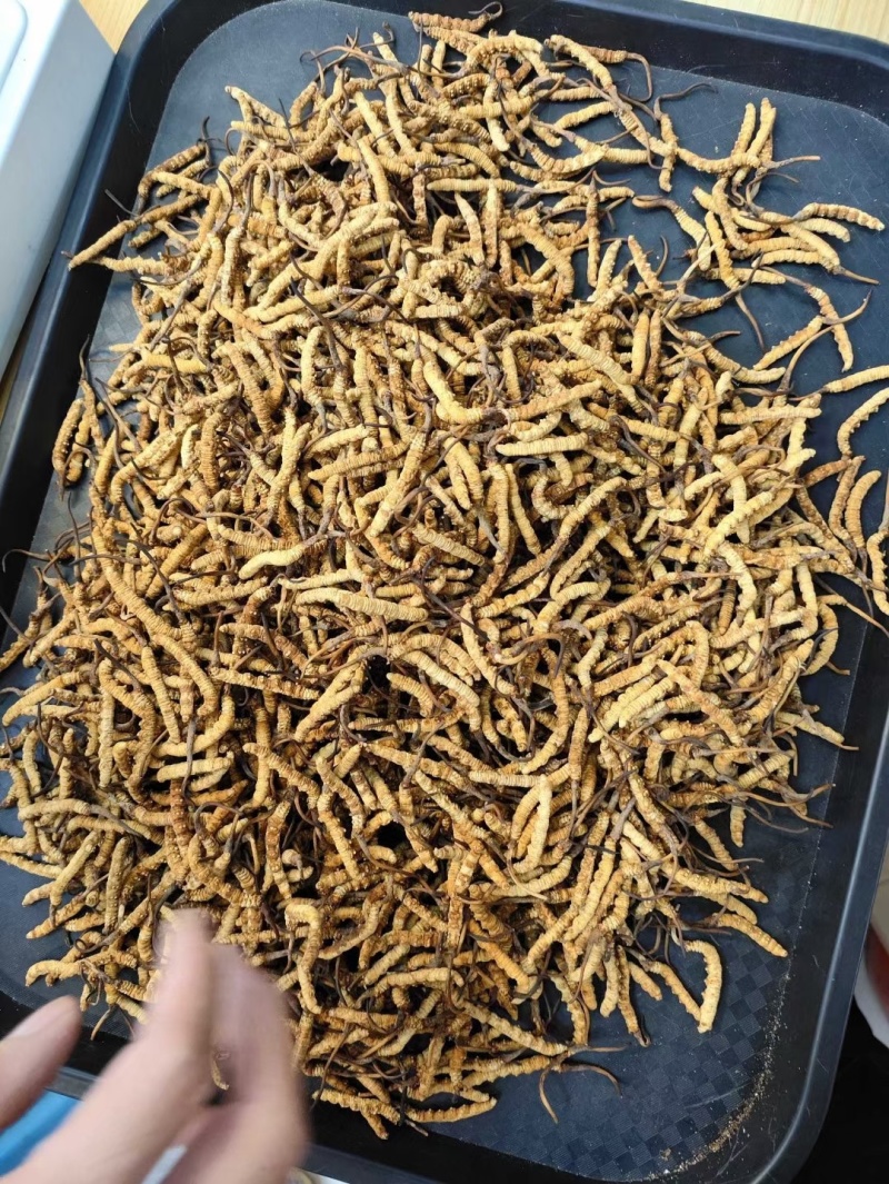 东阳光人工种植冬虫夏草一克3条