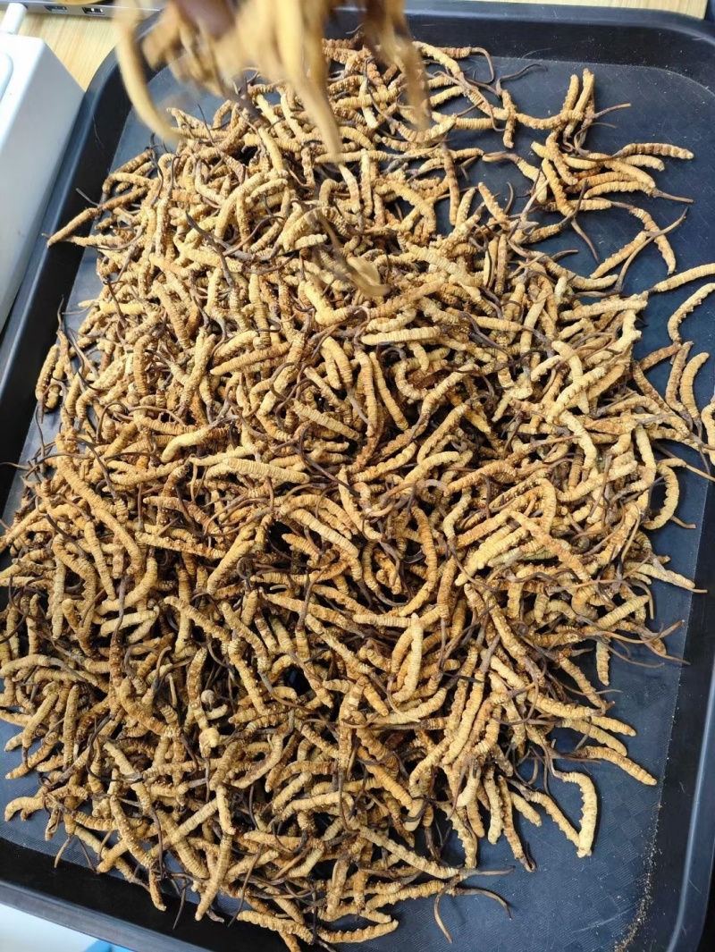 东阳光人工种植冬虫夏草一克3条