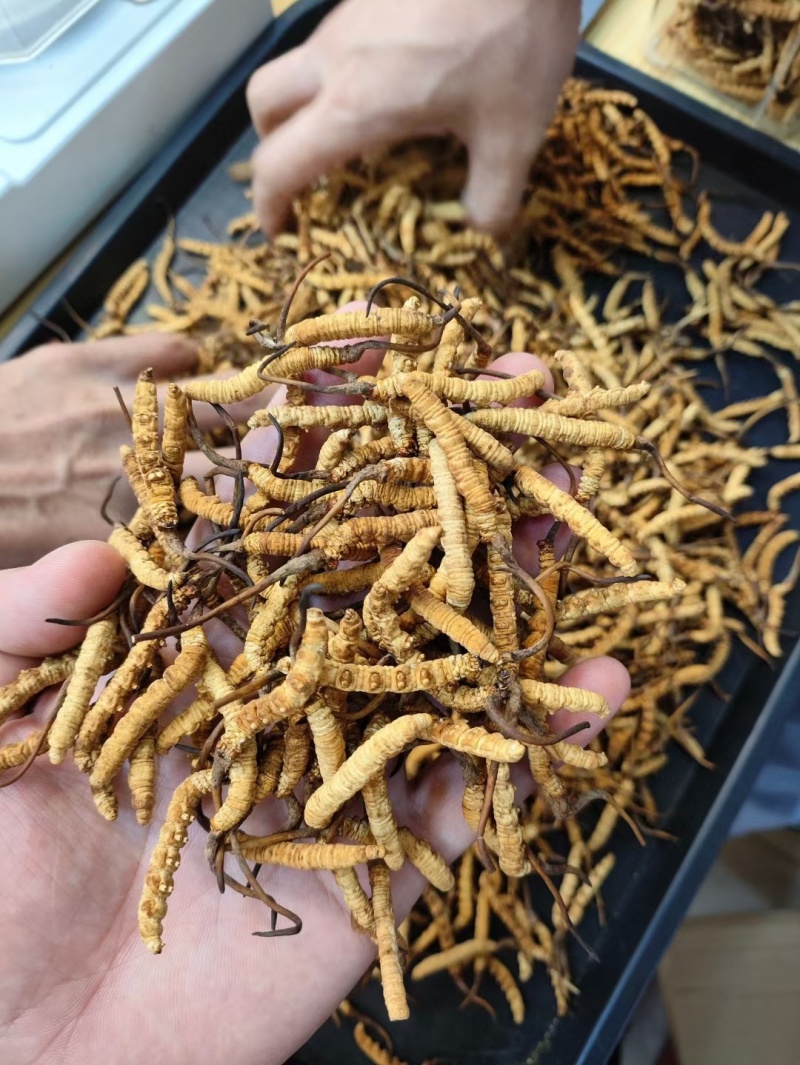 东阳光人工种植冬虫夏草一克3条