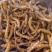 东阳光人工种植冬虫夏草一克3条