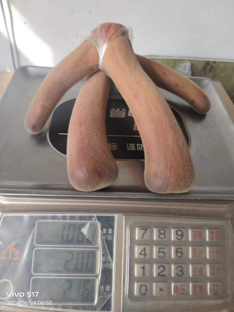 吉林鹿茸二杠鹿茸煲汤炖鸡火锅鹿场发货