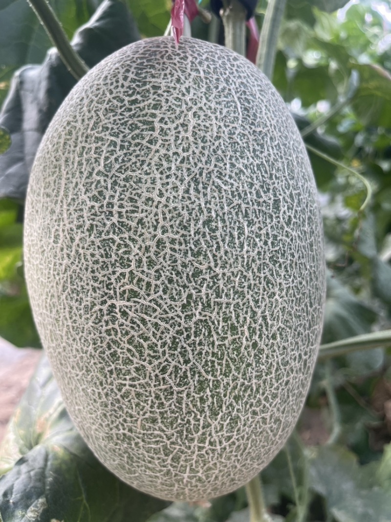 耀龙25