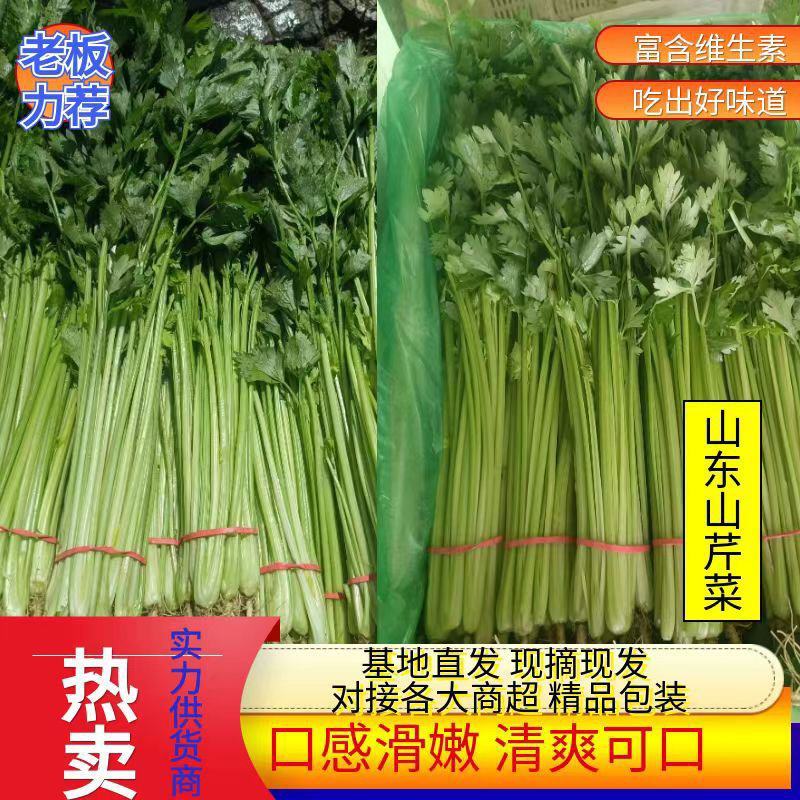 【芹菜】优质香芹山芹毛芹产地直供供应市场商超电商全国