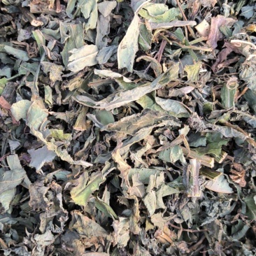 败酱草北败酱草中药材批发败酱草质量保证量大从优