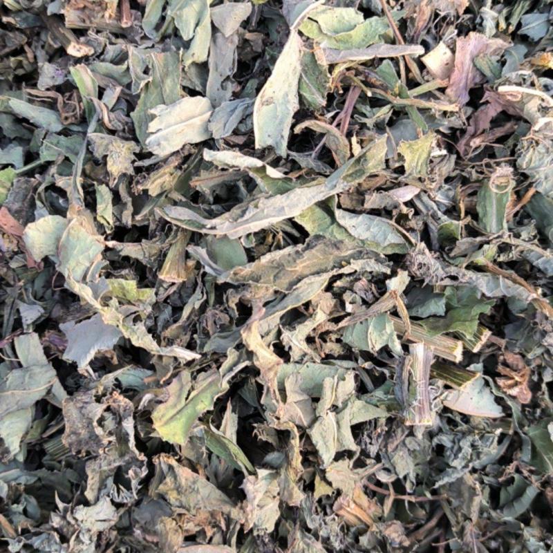 败酱草北败酱草中药材批发败酱草质量保证量大从优